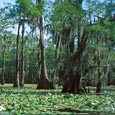 Cypress Trees, Caddo Lake State Park, c. 2001