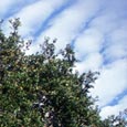 The Goose Island Oak Tree, Goose Island State Park, c. 2000